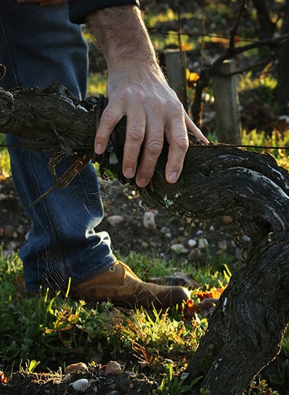 cepages bordeaux, cepe de vigne bordeaux