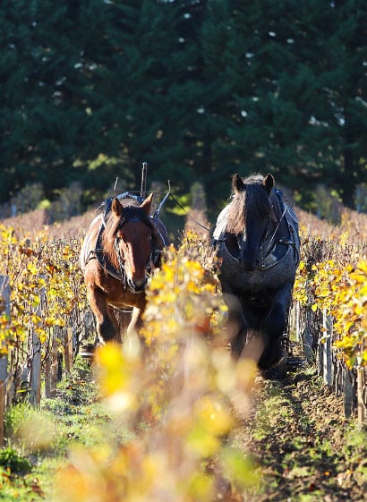 chevaux vendanges manuelles, cheveaux vignobles