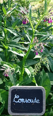 consoude plante