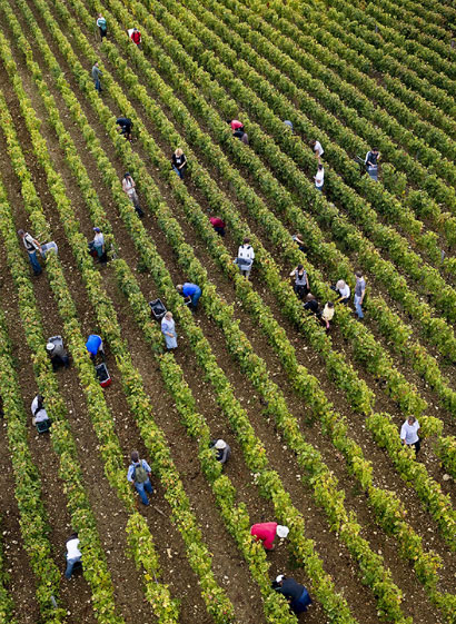 vendanges smith haut lafitte