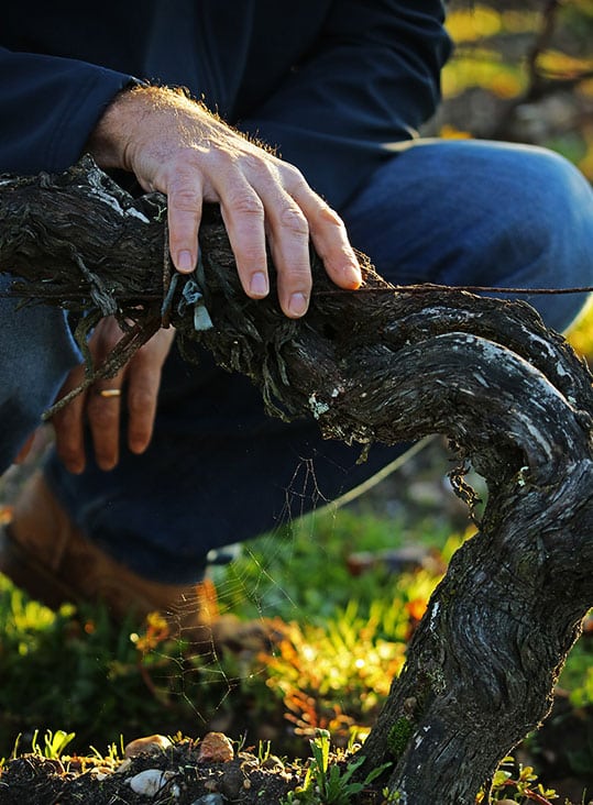 vignes smith haut lafitte