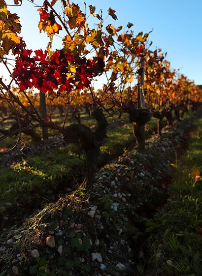 vignobles bordelais